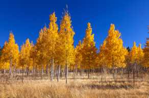 Aspens near Flagstaff-4271.jpg Aspens near Flagstaff-4271.jpg